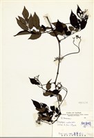 藏品(廣東山葡萄)的圖片